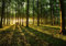decomonkey Fototapete Wald 350x256 cm Tapete Wandbild Bild Fototapeten Tapeten Wandtapete Landschaft Baum Natur
