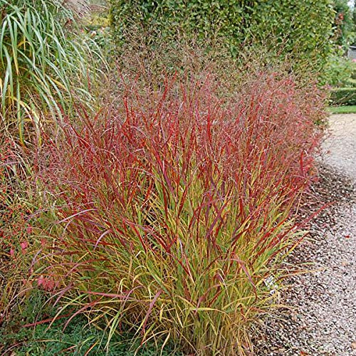 6er-Pack Ruten Hirse 'Rehbraun' - Panicum Virgatum: Wilder Charme im 9x9cm Topf.