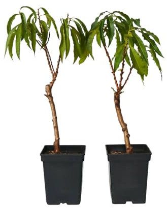 Plant in a Box - Prunus Persica Bonanza - Set of 2 - Dwarf Peach Tree - Beautiful Pink Blossoms - Garden Plant - Pot 15cm - Height 60-70cm