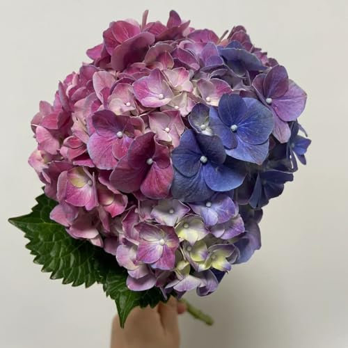 100 piezas semillas de hortensia hortensia bola de nieve resistente, macetas para flores de balcón plantas en maceta resistentes balcón invernadero plantas del prado de mariposas