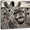 Objectz Leinwandbild Smiling Zebra/lachendes Zebra - witziges Wandbild auf Leinwand - verschiedene Formate - aufhängfertig (60 x 60 cm)