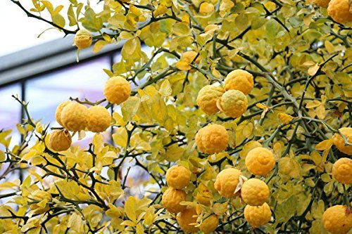 Dreiblättrige Orange 5 Samen, Poncirus Trifoliata Frostharte Zitrus