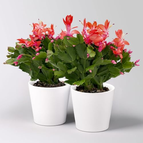 Weihnachtskaktus, rot, mit Übertopf Dallas weiß, Topf-Ø 12 cm, 2 Pflanzen