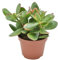 Crassula Ovata Sunset - Geldbaum - Zimmerpflanze - Ø10,5cm - ↑15cm