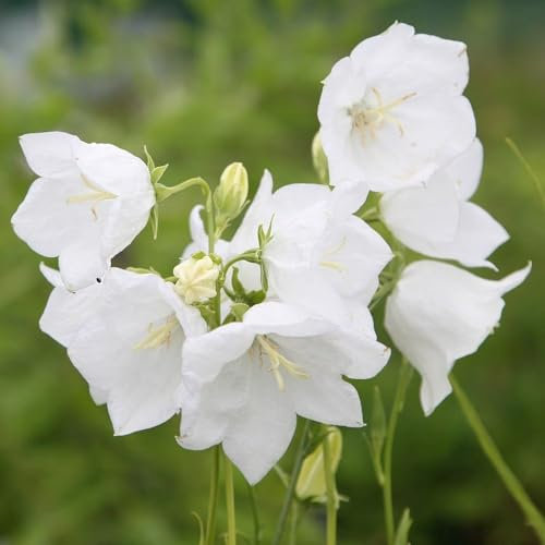 Plant Theory 9cm Pot Campanula Persicifolia Alba Peach-Leaved Bellflower Perennial