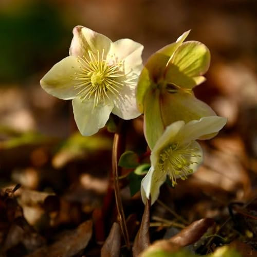 Piante di rosa di Natale resistenti - semi giardino sul balcone piante resistenti per il giardino da Helleborus thibetanus vasi per Rosa Natale semi prato copertura del terreno 500pcs