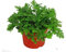 Rosengeranien Pelargonium Graveolens Samen, 120 Stück, Familie Geraniaceae Qu Weng Cao Blumensamen, Rosenduft Pelargonium Samen