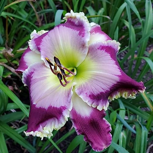 Taglilienzwiebeln,MehrjäHrige Zwiebelpflanzen,Winterhart Mehrjährig,Wilde Taglilie, Winterharte MehrjäHrige pflanzen, DraußEn Winterhart -3zwiebeln-B