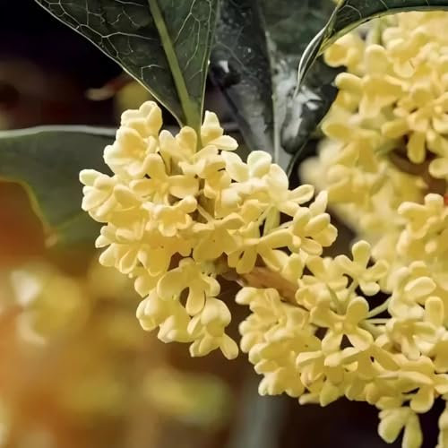 lorbeer baum samen - lorbeerbaum - pflanzen balkon, zimmerpflanzen samen winterharte pflanzen für garten, hecken sträucher kletterpflanzen winterhart, gartenblumen winterharte 200pcs