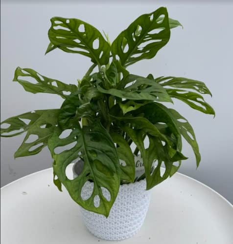 Monstera Monkey Leaf- Swizz Cheese Plant Potted House Plant-Low Maintenance