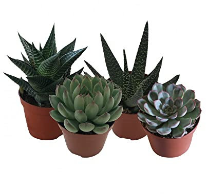 Pack 4 Suculentas Mini Planta Natural Resisitente a Altas Temperaturas