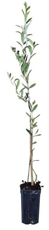 Planta de Olivo Arbequina | Árbol de Olivo Joven 60–90 cm | Variedad Resistente al Frío, Ideal para Producción de Aceite y Jardineria (25)
