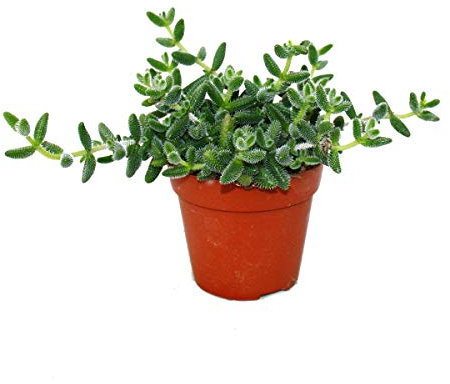 Exotenherz - Saure Gurken Pflanze - Delosperma echinatum - 12cm Topf
