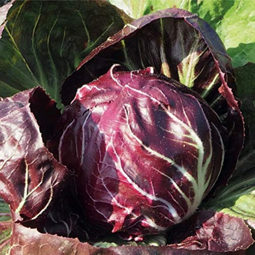 Bolly Bulbs® - Chicory Radicchio 'Palla Rossa' (500 Seeds)