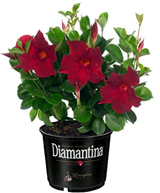 Dipladenia o Jazmín de Argentina ROJO Natural Planta Tapizante de Exterior