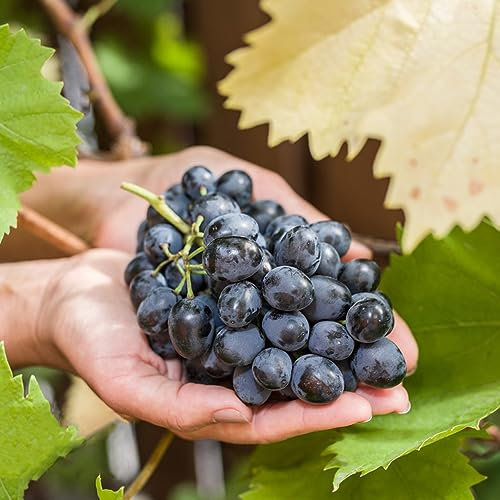 800 Pcs Trauben Samen, Weintrauben obstbaum plant saatgut geschenk Traubenkerne obst samen seed büropflanzen pflanzensamen zimmerpflanzen obst frisch pflanztopf winterharte stauden mehrjährig