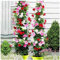 100 Stück Mandevilla Sanderi Samen | Kletterpflanze für Balkon & Garten | Zimmerpflanze & Sichtschutz | Schnell Keimende Blumensamen (Multicolor)