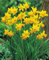 100 Narzissen mehrblütig Tete a Tete Blumenzwiebeln Narcissus