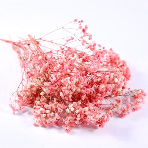 QZKJQDD Trockenblumen, Schleierkraut Getrocknet, Trockenblumen Zum Basteln, Getrocknete Blumen, Trockenblumen Deko, Geeignet für Geschenkbox, Scrapbooks, Duftkerzen Handgefertigt (Rosa—5 Stöcke)