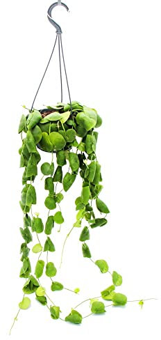 Exotenherz - Planta de interior para colgar - Dischidia platyphylla - Planta de urna - Maceta de 14 cm