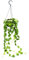 Exotenherz - Zimmerpflanze zum Hängen - Dischidia platyphylla - Urnenpflanze - 14cm Ampeltopf