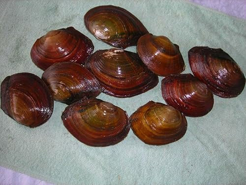 Teichmuschel Set, 10 Stück, Bio Teichfilter, super gegen Algen,6-9cm groß