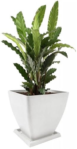 KOTARBAU® Maceta de Materiales reciclados 30 x 30 cm, Maceteros reciclados, Macetero con Plato, Macetero Cuadrado, Macetero Blanco Reciclado, Maceta ecológica, Tiesto para Plantas para Exteriores