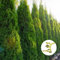 Hecken Helge/Lebensbaum (Thuja) Smaragd/ 60-80 cm / 12 Stück / 3 Meter
