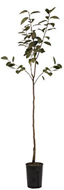 Pianta di Cacomela in vaso