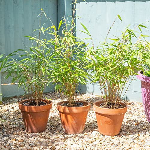 Umbrella Bamboo Plant 'Asian Wonder' Fargesia Arundinaria Sinarundinaria murielae Clump-Forming Hardy Perennial Easy to Grow Your Own Garden Tropical Foliage 9cm Potted Plants by Thompson and Morgan