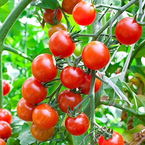Consuelo F1 Tomatensamen