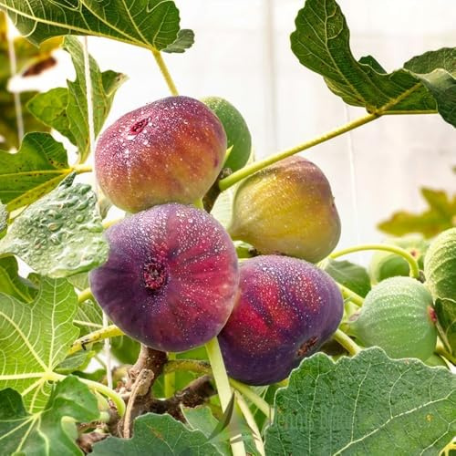 PIANTA DA FRUTTO FICO NANO in vaso bianco (foto reali)