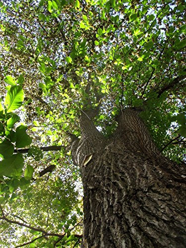 Bergulme 50+ Samen -ulmus glabra-