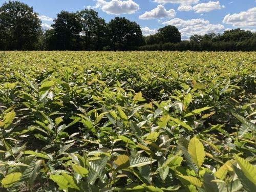 1 st. Marone 50-80cm Esskastanie Castanea sativa Maronen Wurzelware