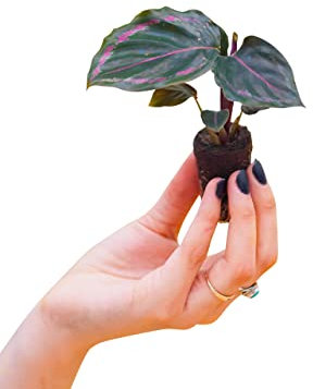 PLNTS - Baby Calathea Medallion - Zimmerpflanze - Gebetspflanze - Echte Pflanzen für Drinnen - 2cm Stecklinge - Höhe 15cm