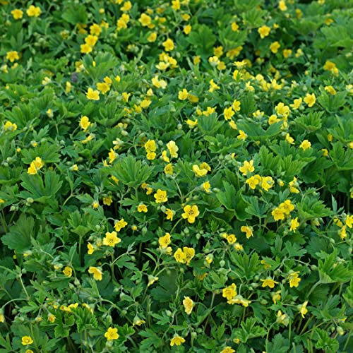 6 x Golderdbeere - Waldsteinia Geoides Topf 9x9cm: Robuste Bodendecker für vielseitige Gartengestaltung
