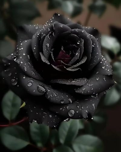 200+ rosa nero rare da piantare in casa, in giardino, varietà antiche, senza OGM