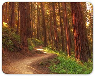 Destination Vinyl Ltd Redwood Tree Forest Mouse Mat Pad - Woods Forrest Trees Fun Gift Computer #13072