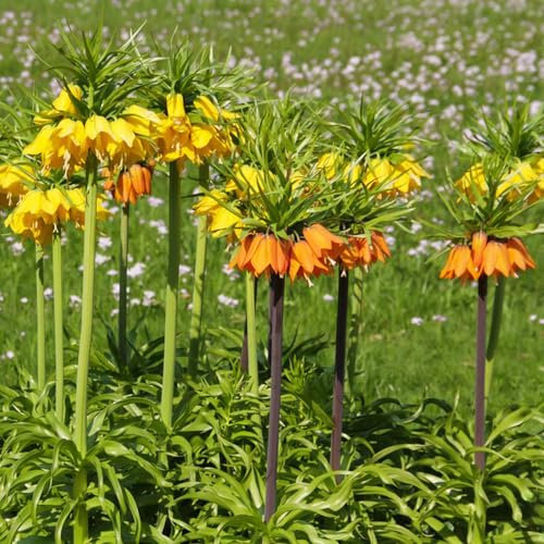 4 pcs kaiserkronen knollen mehrjährig - blumenzwiebeln mehrjährig winterhart zwiebel kaiserkrone zwiebeln,Fritillaria, plants blumenzwiebel winterharte stauden mehrjährig