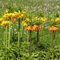 4 pcs kaiserkronen knollen mehrjährig - blumenzwiebeln mehrjährig winterhart zwiebel kaiserkrone zwiebeln,Fritillaria, plants blumenzwiebel winterharte stauden mehrjährig