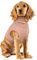 PUMYPOREITY Tour de Cou pour Chien, Protection Cou Snood Combinaison de Récupération Cache Hématome d'oreille Chien Shirt(Rose Chair, L)