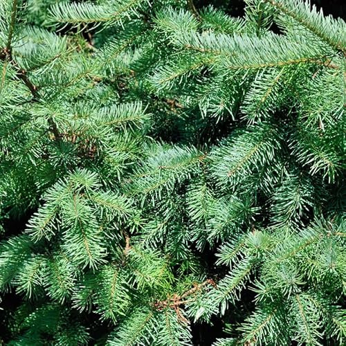 Épicéa blanc Alberta Globe - 20/30cm Pot 2,5L - Conifère nain - Conifère compact et dense