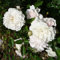 Rose 'Sea Foam/The Fairy White' C3