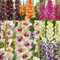 Gladioli bulbi,gladiolo pianta,gladioli fiori,bulbo resistente al freddo,profumato,gladiolo in vaso,altamente ornamentale,bello e sano,bulbi di gladioli.-5bulbi-C