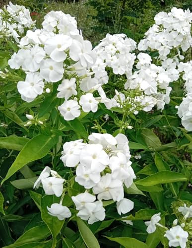 3 Stück Stauden Große Flammenblume Phlox paniculata David weiß