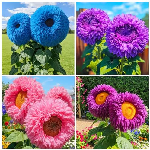 480+ Perennial Sunflower Flower Seeds for Planting Attracts Butterflies & Bees Heirloom Non-GMO