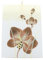 Dekohelden24 Hochwertige Kerze mit Orchidee/Orchideenkerze/Segel/weiß mit brauner Blüte/L/B/H: ca. 9 x 5 x 12 cm.