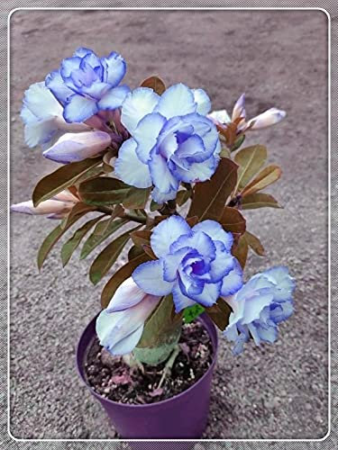 Rosa del deserto pianta vera/Splendidi Colori/Lampadine importate/Fiori esotici-2,2Bulbis