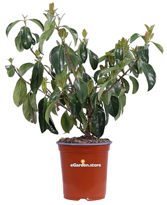 Pianta di Viburnum Lucidum Pianta di Viburno Lucido pianta da siepe pianta da giardino pianta da esterno siepe ornamentale di Viburno pianta venduta da eGarden.store (Vaso 17 cm)