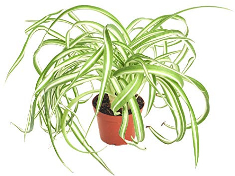 Shop Succulents | 'Bonnie' Curly Spider Plant, Naturally Air Purifying House Plant in 4 Pot, Easy Care, Live Indoor House Plant